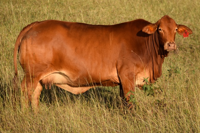 Bryvonlea Princesss Maya